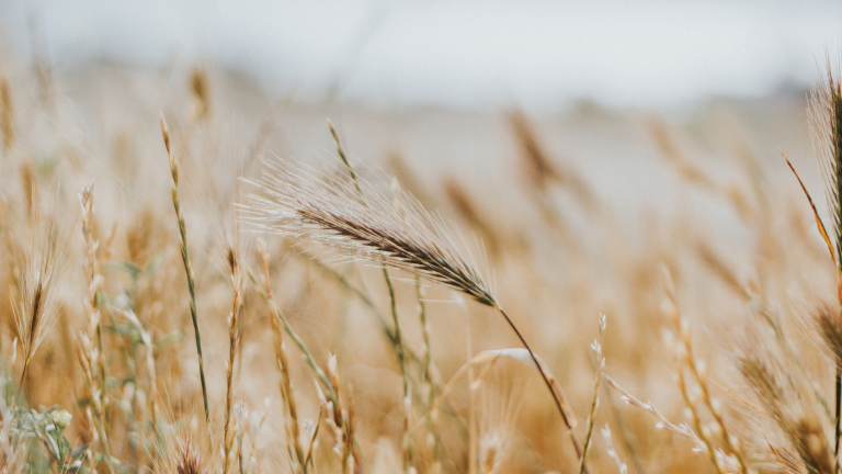 The Fields Are White for Harvest