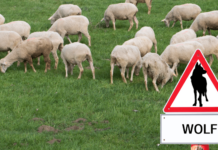 Predators, Wolves, and Recognizing Where Abuse Begins In Churches