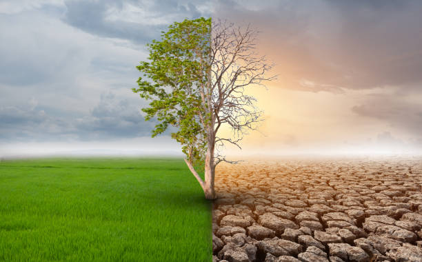 istockphoto-1280037511-612x612 (1)