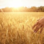 The Hidden Unchurched Harvest