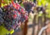 Fruit and Joy – a Coaching Breakthrough