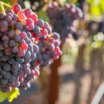 Fruit and Joy – a Coaching Breakthrough