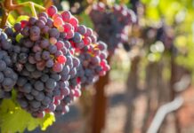 Fruit and Joy – a Coaching Breakthrough
