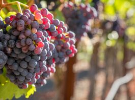 Fruit and Joy – a Coaching Breakthrough