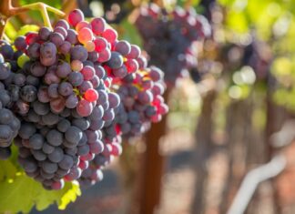 Fruit and Joy – a Coaching Breakthrough