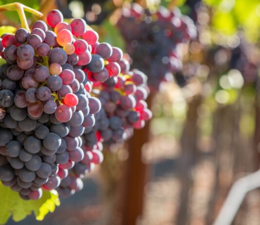 Fruit and Joy – a Coaching Breakthrough